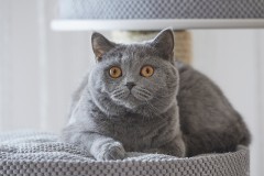 Kotka brytyjska niebieska Bella